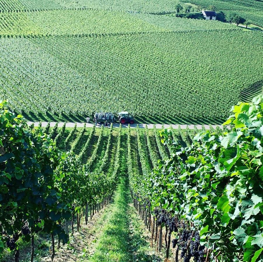 Appartamento Ruedlins-Winzerhof Auggen Esterno foto