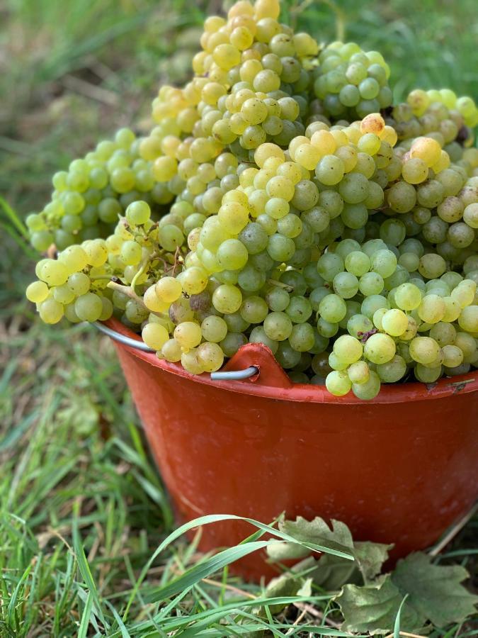 Appartamento Ruedlins-Winzerhof Auggen Esterno foto