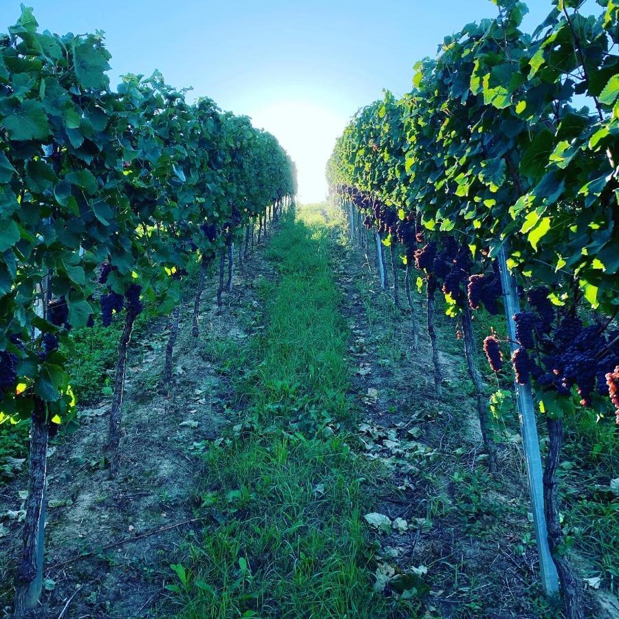 Appartamento Ruedlins-Winzerhof Auggen Esterno foto